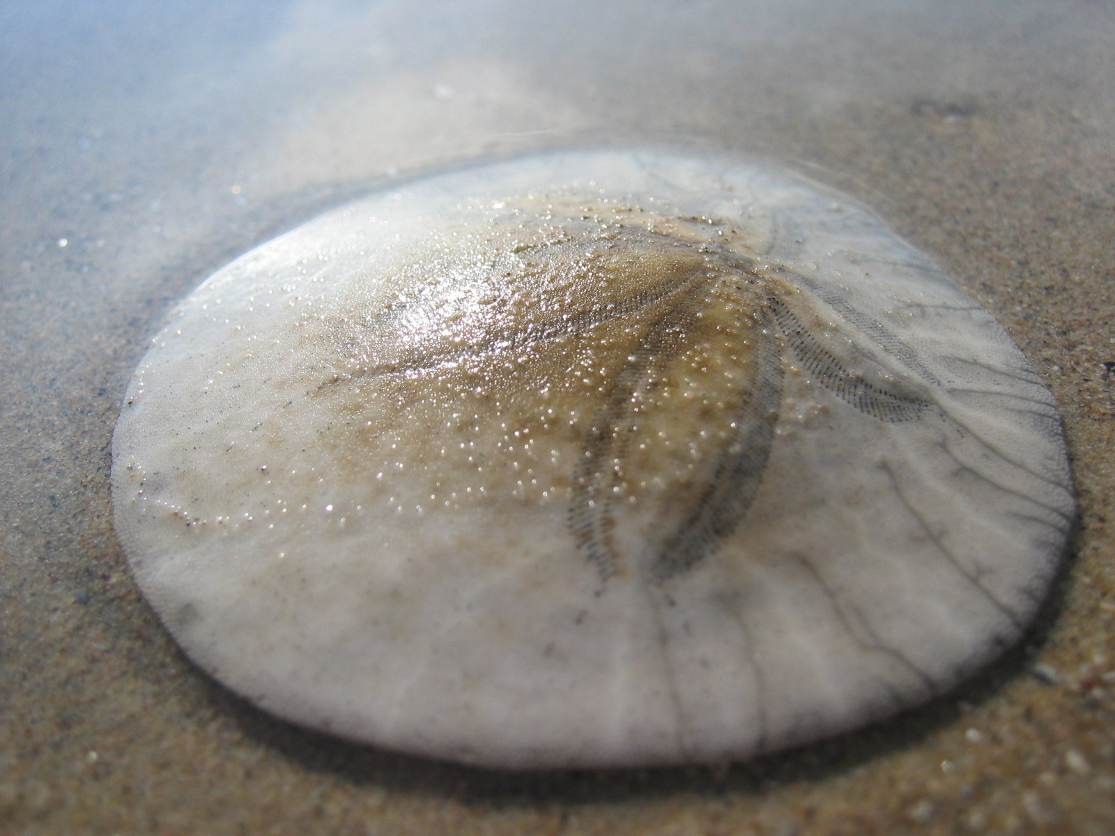 Sand Dollar Nipples